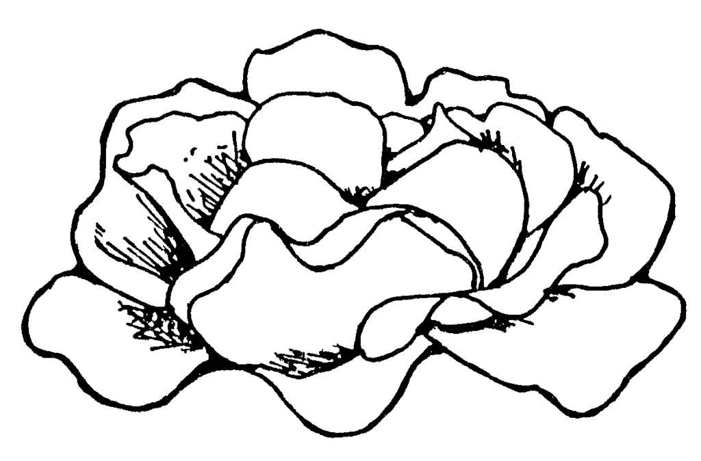 how to draw a rose flower